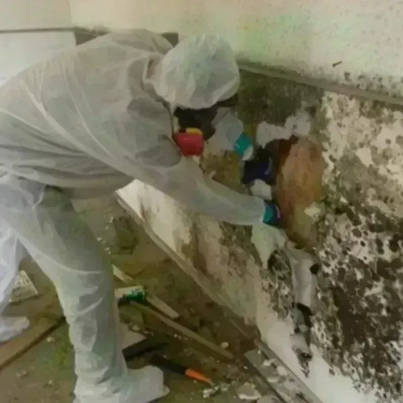 Mold Remediation and Removal in Cuba, NY